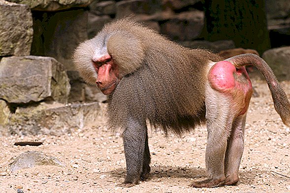 Faktai apie babuinus