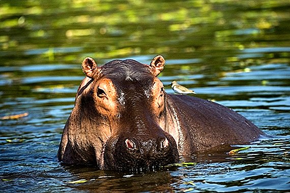 Fatos sobre hipopótamos