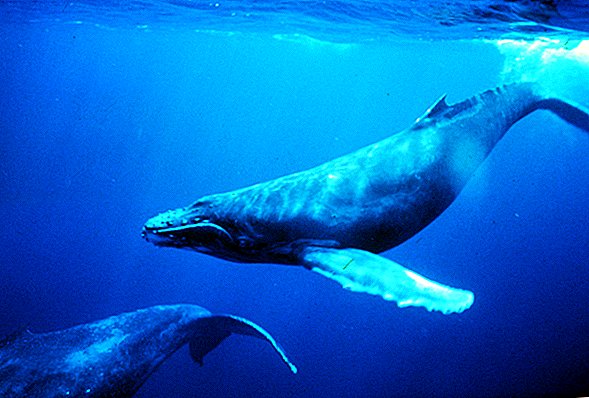 Datos sobre las ballenas jorobadas