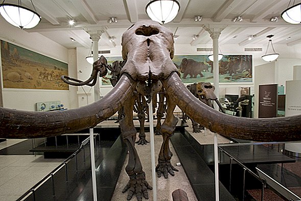 حقائق حول Mastodons