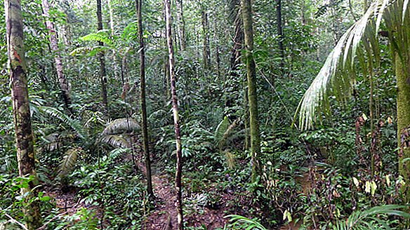 Dejstva o deževnih gozdovih