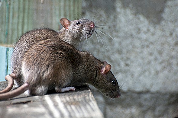 Les goûts préférés changent avec l'âge, selon une étude de rats