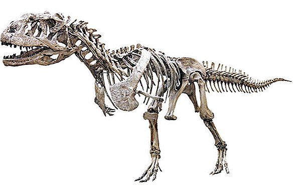 ديناصور مدغشقر مخيف بقى نقطة بقايا معظم حياته
