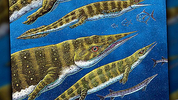 Uhyggelig triassisk 'hav firben' var en pincet-næse rare