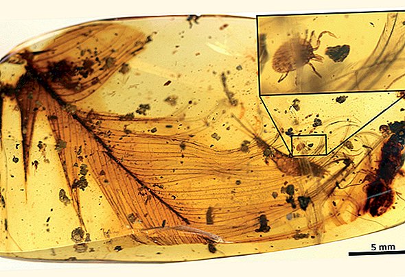 Tick-Gripping Tick Trapped in Amber Dined on Dinos
