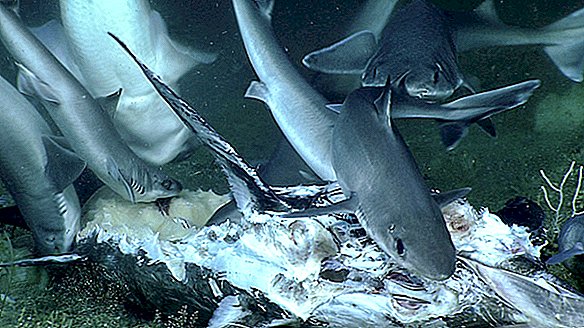 Feeding Frenzy of 11 Sharks Ends in Surprising Twist ... En een mondvol haai voor 1 tandbaars