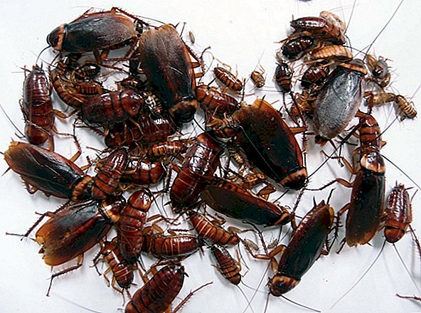Gli scarafaggi femminili sincronizzano le loro nascite vergini