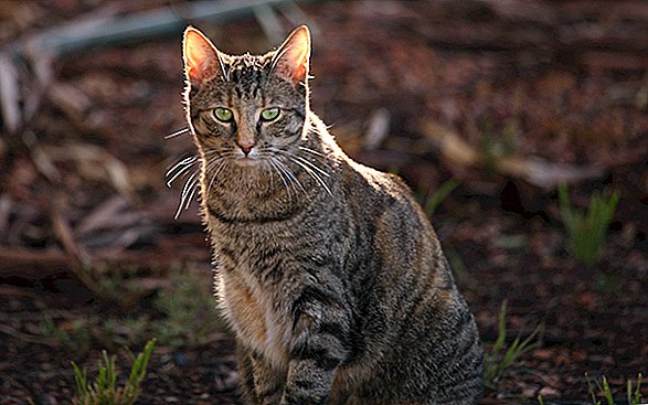 Laukinės katės Australijoje buvo nuteistos mirti dešra