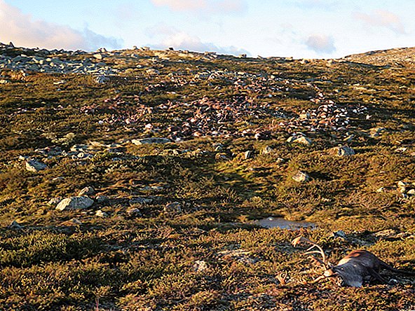 Un champ couvert de rennes morts et sans tête et de merde nous enseigne le cercle de la vie