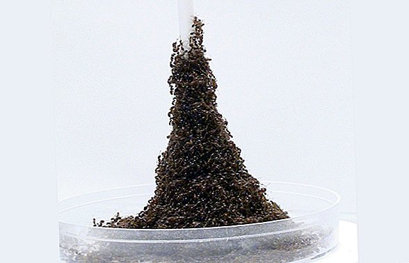 Les fourmis de feu construisent des «tours Eiffel» en train de couler à partir de leur propre corps