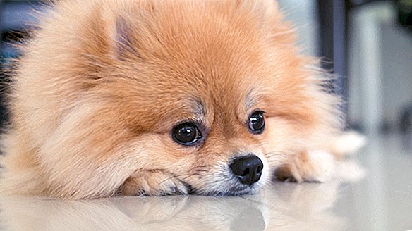 Le premier chien avec une infection confirmée à coronavirus est décédé - mais nous ne savons pas si c'était à cause du virus.