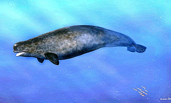 Allereerste Beluga-Narwhal-hybride gevonden in het noordpoolgebied