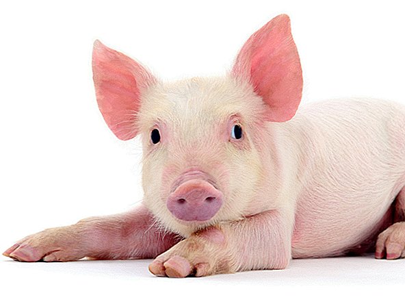 כימרות ראשוניות של קוף חזיר נוצרו זה עתה בסין