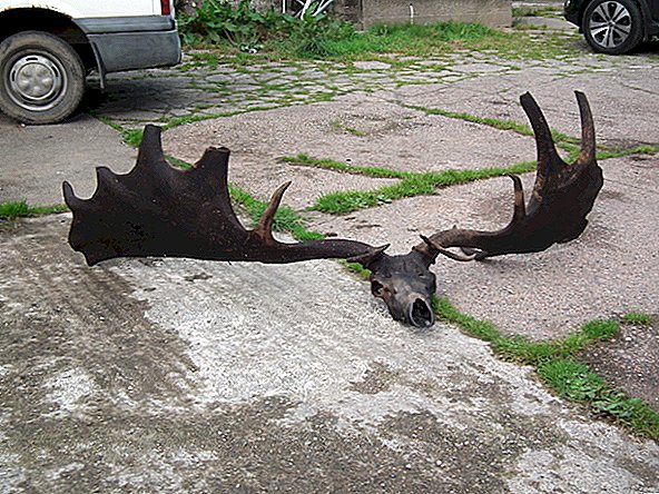 ชาวประมงลากในกะโหลกมหึมาและ Antlers of Elk ไอริชที่สูญพันธุ์