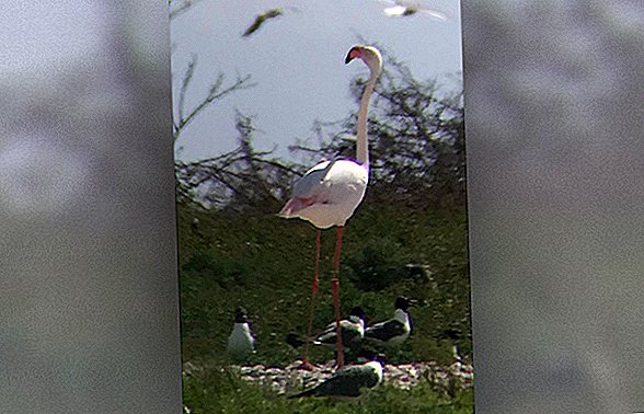 Flamingo phát hiện ở Texas, 13 năm sau khi trốn khỏi sở thú Kansas