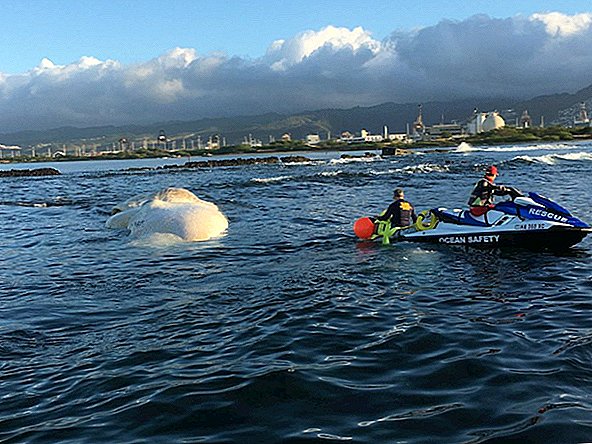 El cadáver flotante del cachalote que parece Puffy Marshmallow persigue a Hawai