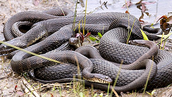 Florida úředníci kordon mimo park pro každoroční hadí orgie