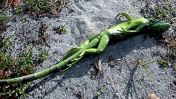 Wettervorhersage für Florida: Bewölkt mit der Möglichkeit fallender Leguane