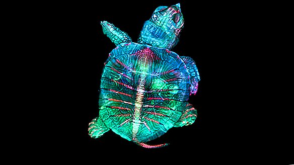 Fluoresoiva, sateenkaaren värinen kilpikonnaalkio ansaitsee mikroskooppivalokuvakilpailun pääpalkinnon
