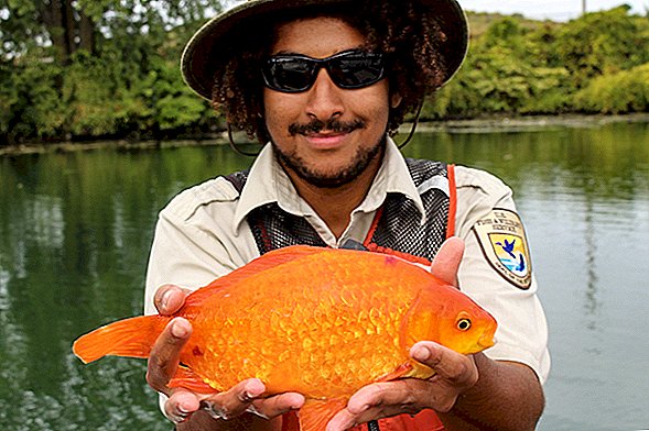 Il pesce rosso arrossato è cresciuto a dimensione di un gattino nel fiume Niagara