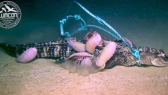 عيد "البق" بحجم كرة القدم على التمساح في هذا الفيديو المثير في أعماق البحار