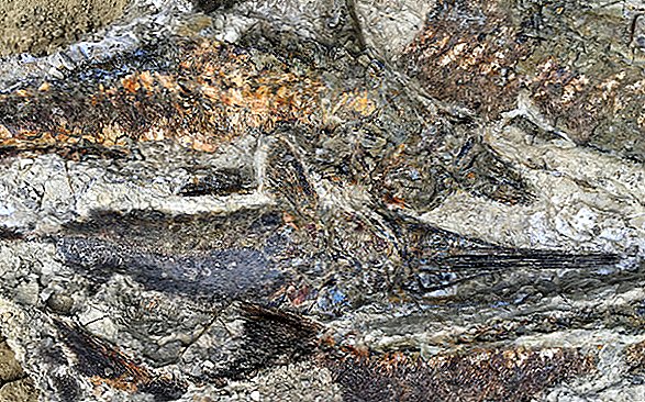 Fossiele 'Death Pit' behoudt het uitsterven van de Dino ... Maar waar zijn de dinosauriërs?