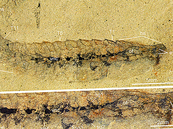 Cerebros fosilizados encontrados en antiguas criaturas parecidas a insectos