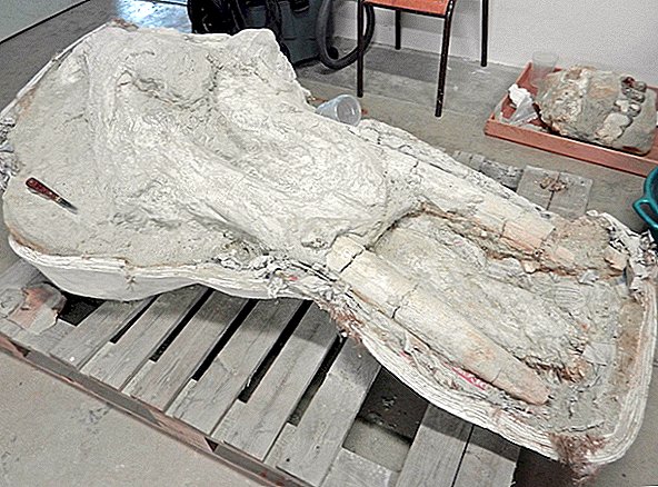 Franse boer ontdekte een zeldzame Mastodon-schedel, maar hield deze jarenlang geheim