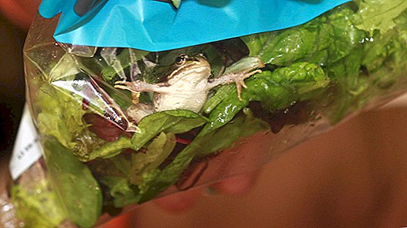 Broaște, broaște, șopârlă și lilieci ... au fost găsite în salate bagate
