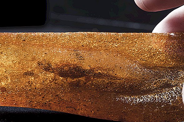 Zmrazené v čase: Starověký ještěr s dlouhými prsty uvězněný v Amber