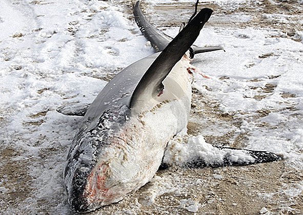 أسماك القرش المجمدة تستحم في كيب كود