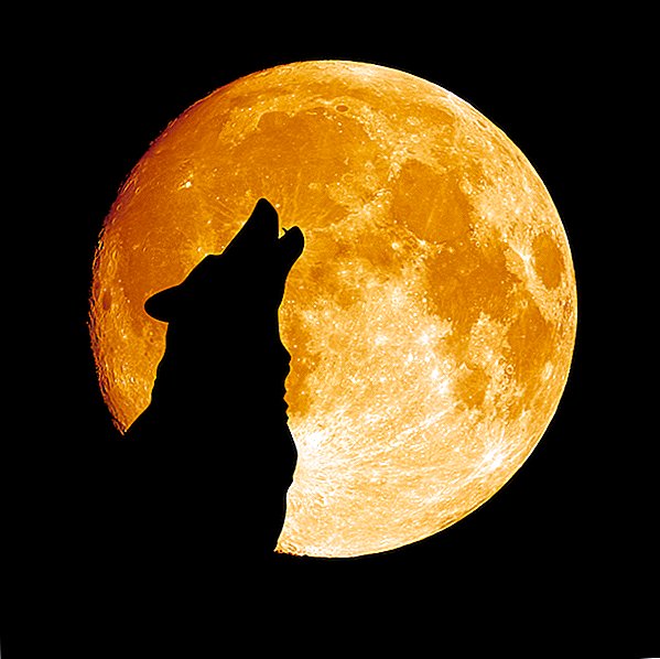 Full Wolf Moon: Siêu mẫu năm mới là lớn nhất trong năm