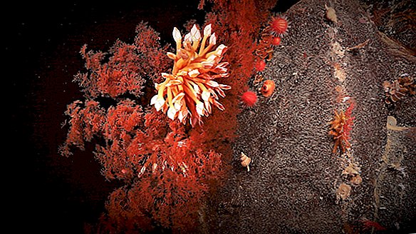 'สวนและสุสาน' ของปะการังที่ค้นพบในหุบเขาที่ซ่อนอยู่นอกชายฝั่งของออสเตรเลีย
