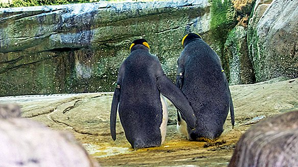„Гей“ двойка пингвин нямаше собствено яйце. Така че те откраднаха едно.