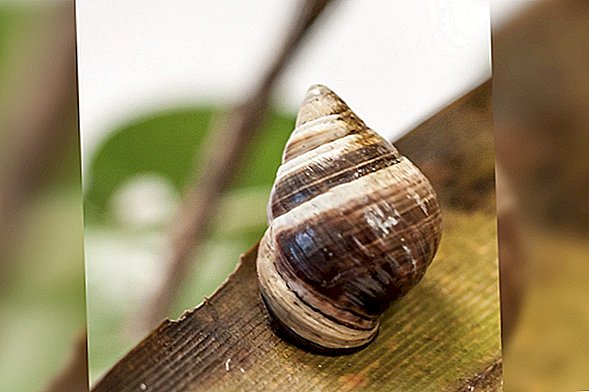 George the Snail, l'ultimo e il più solitario del suo genere, muore