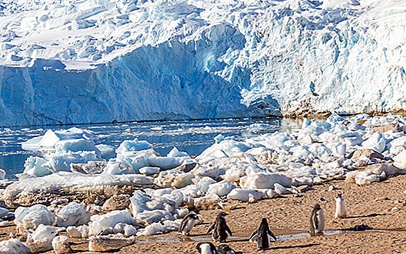 Partículas fantasmas e gelo cantando: 11 histórias antárticas selvagens de 2018