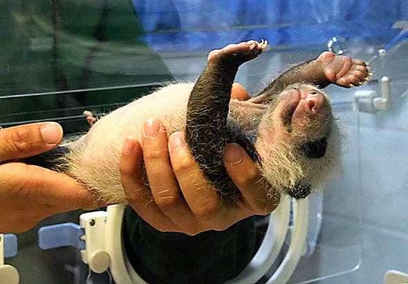 ジャイアントパンダの赤ちゃんは「未調理」で生まれ、誰もその理由を知りません