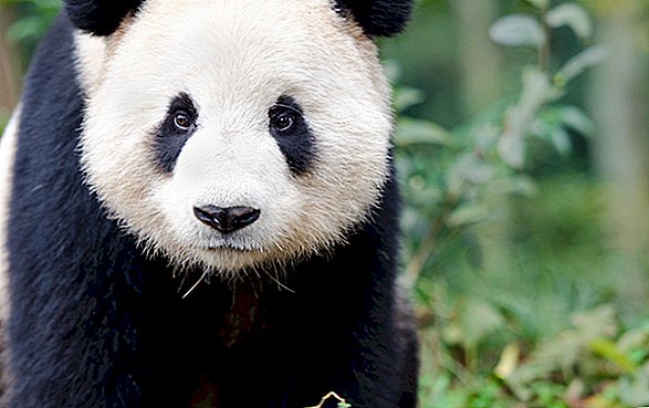 Pandantii uriași: fapte despre ursii carismatici alb-negru
