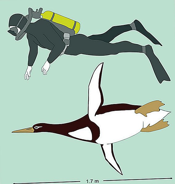 Pingüino gigante: este antiguo pájaro era tan alto como un refrigerador
