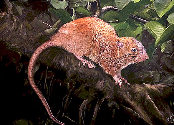 Rozătoare gigant: specii de șobolan de 18 cm descoperite
