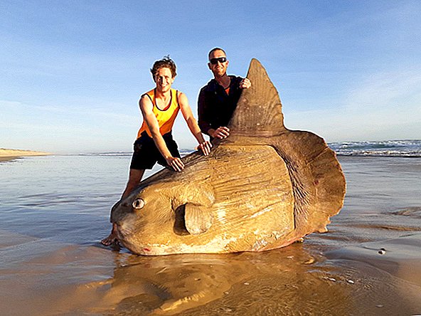 Peixe gigante e de aparência estranha, com olhos 'assustados', aparece na praia australiana