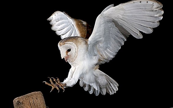 Memberikan Hoot untuk Perdamaian Timur Tengah: Proyek Konservasi Menggunakan Burung Hantu Membuktikan Bersatu
