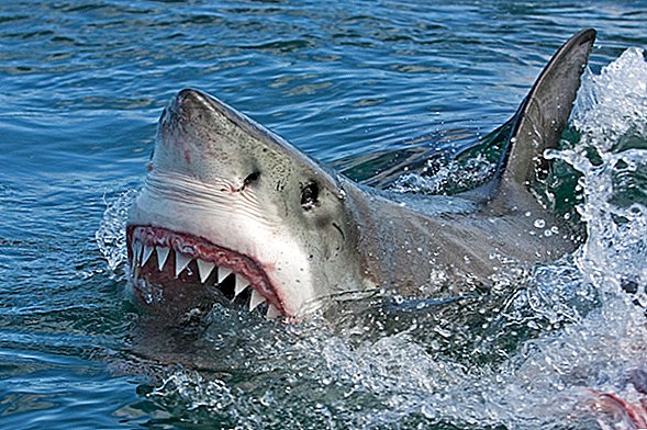 Suur valge hai lööb merikilpkonna alla, õhutab surma