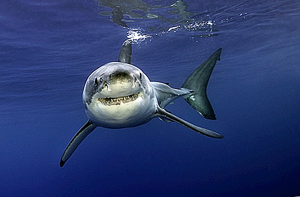 Великі білі акули збираються в середині нікуди, але чому?