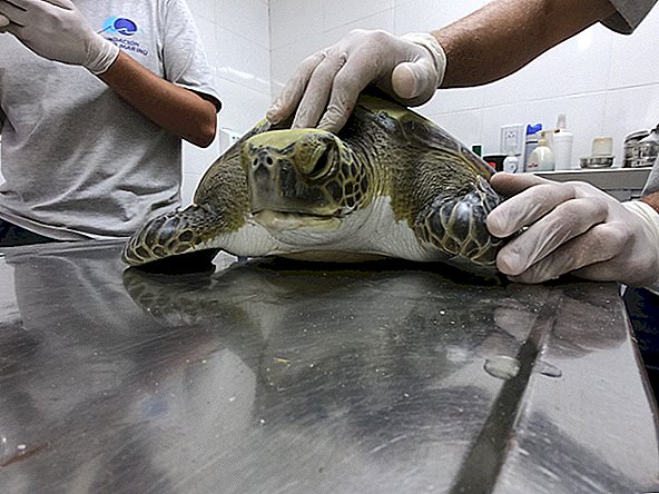La tortuga verde rescatada de la red de pesca expulsa todo tipo de basura humana