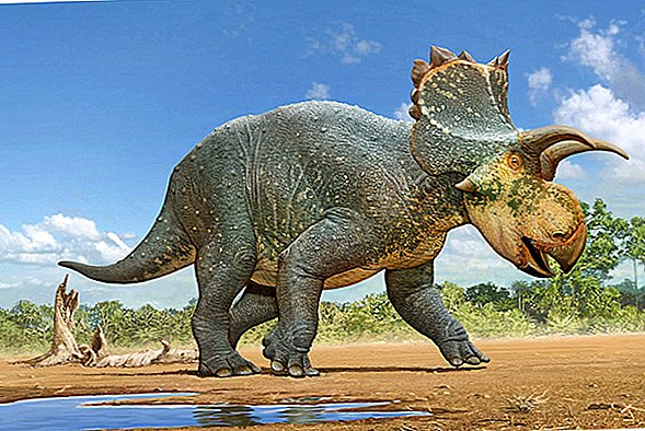 Odkrita sorodnica triceratopov na pol velike velikosti, z glavo