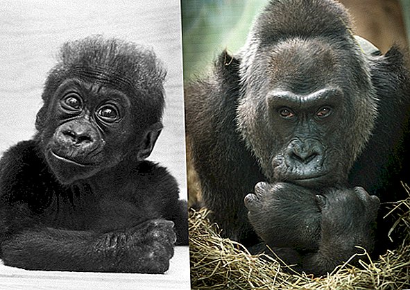 Feliz cumpleaños, Colo! El gorila más antiguo del mundo celebra el 60