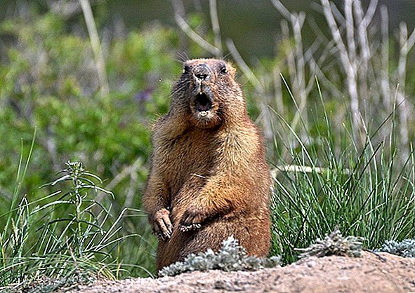 Esto es lo que harán las marmotas si el invierno dura mucho