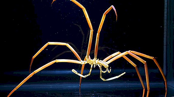 Esto es lo que sucede cuando pones arañas marinas gigantes en el campo de entrenamiento