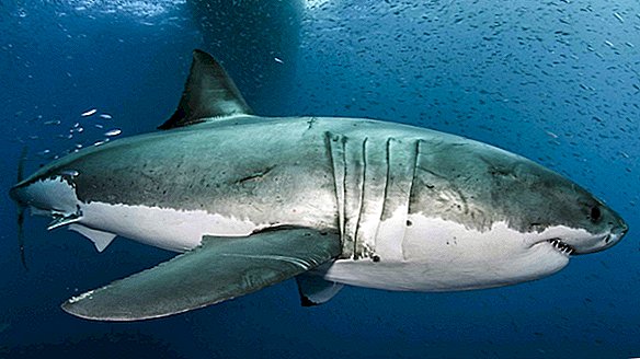 هنا لماذا القرش الأبيض العظيم هو أبطال خارقون مولودون في الطبيعة